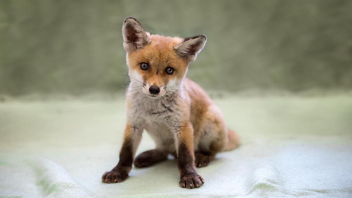 Schwebheim: Neues Zuhause für den Tierheim-Fuchs - PRIMATON