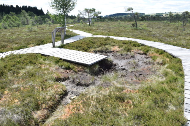 PM 09 Schwarzes Moor Trockenheit