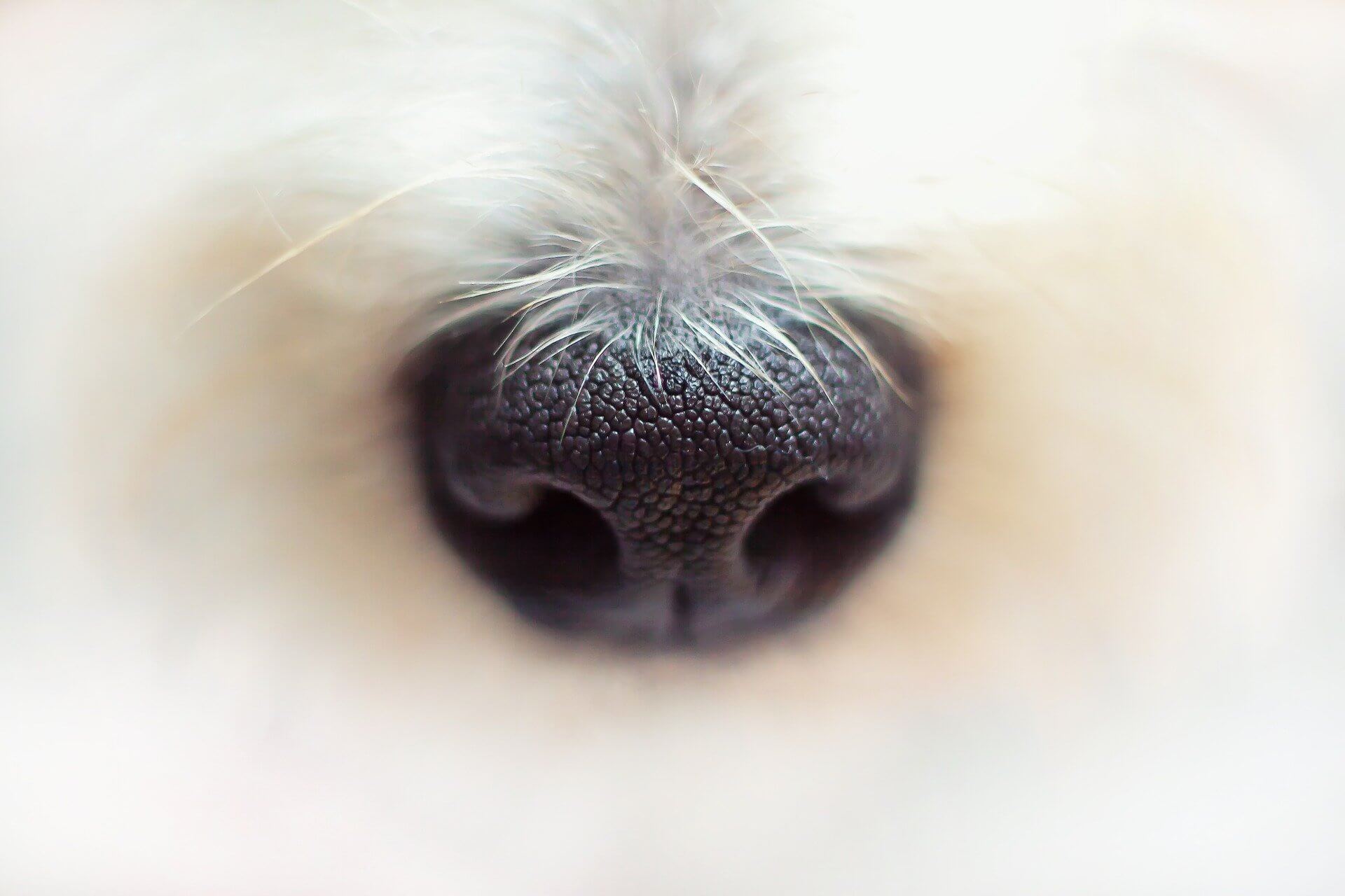 Ramsthal: Hund sei vergiftet worden