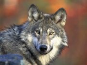 Symbolbild: Wolf