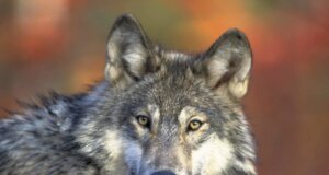 Symbolbild: Wolf