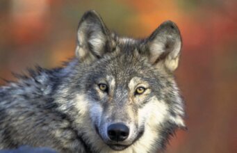 Symbolbild: Wolf