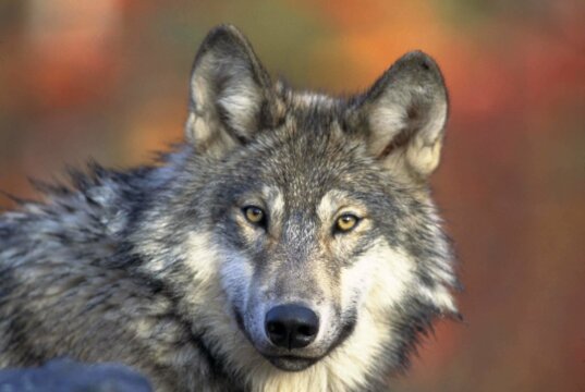 Symbolbild: Wolf