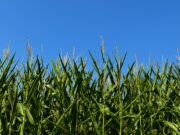 green wheat field under blue sky during daytime