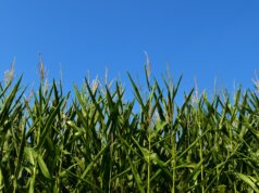 green wheat field under blue sky during daytime