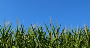 green wheat field under blue sky during daytime