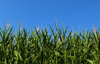 green wheat field under blue sky during daytime