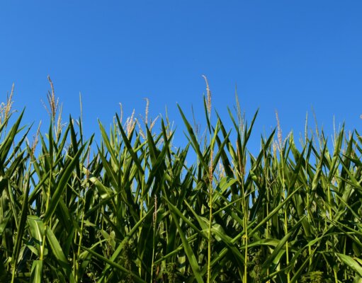 green wheat field under blue sky during daytime