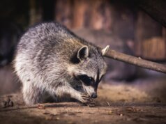gray and white animal on brown tree branch