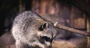 gray and white animal on brown tree branch