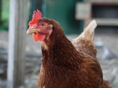 brown hen in tilt shift lens