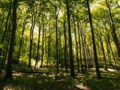 green trees on forest during daytime