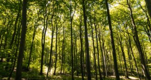 green trees on forest during daytime