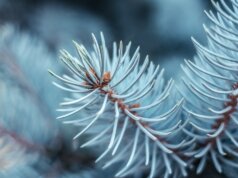 white and brown plant in close up photography