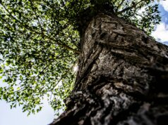 low angle photography of green tree during daytime