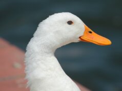 a close up of a duck near a body of water
