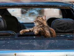 a cat sits on the hood of a car