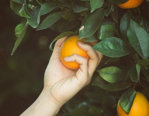 person picking orange fruit