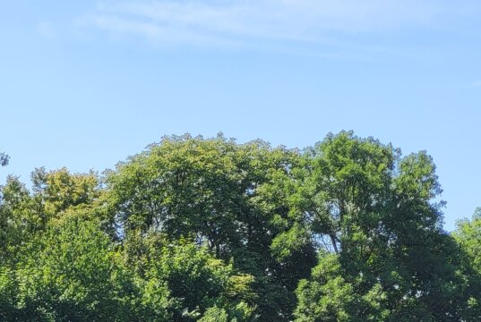 VERWENDEN