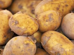 potato, new harvest, nature, nightshade plant, solanum tuberosum, crop, food, fresh, bio, natural product, potato, potato, potato, potato, potato