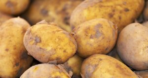 potato, new harvest, nature, nightshade plant, solanum tuberosum, crop, food, fresh, bio, natural product, potato, potato, potato, potato, potato